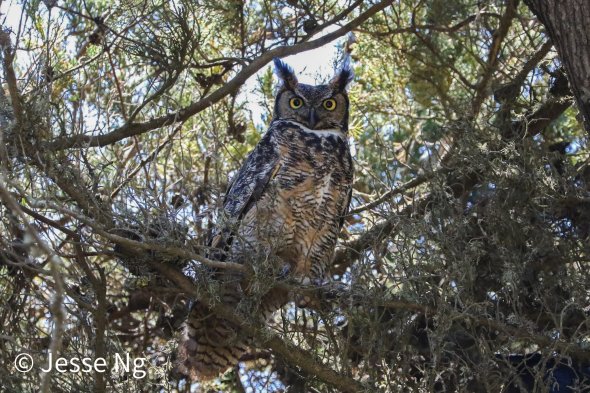 Great horned owl sitting in a tree.