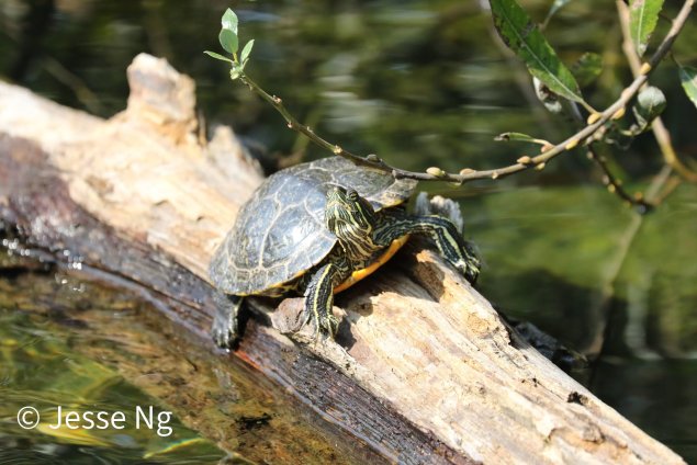Turtle laying on log over water.