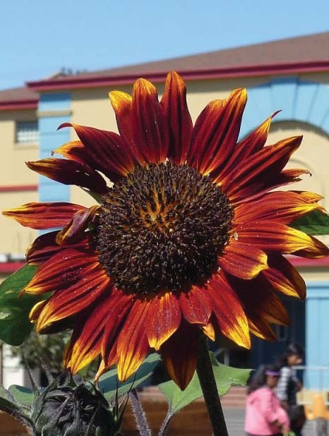 Sunflower in BVHM garden