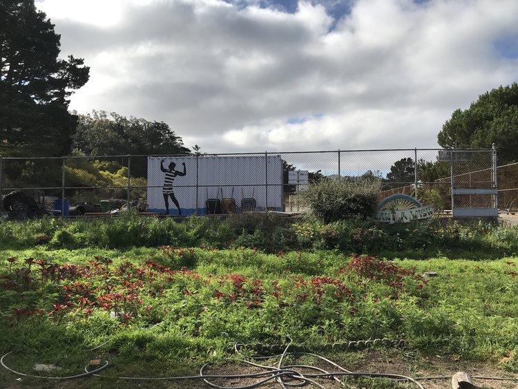 school garden