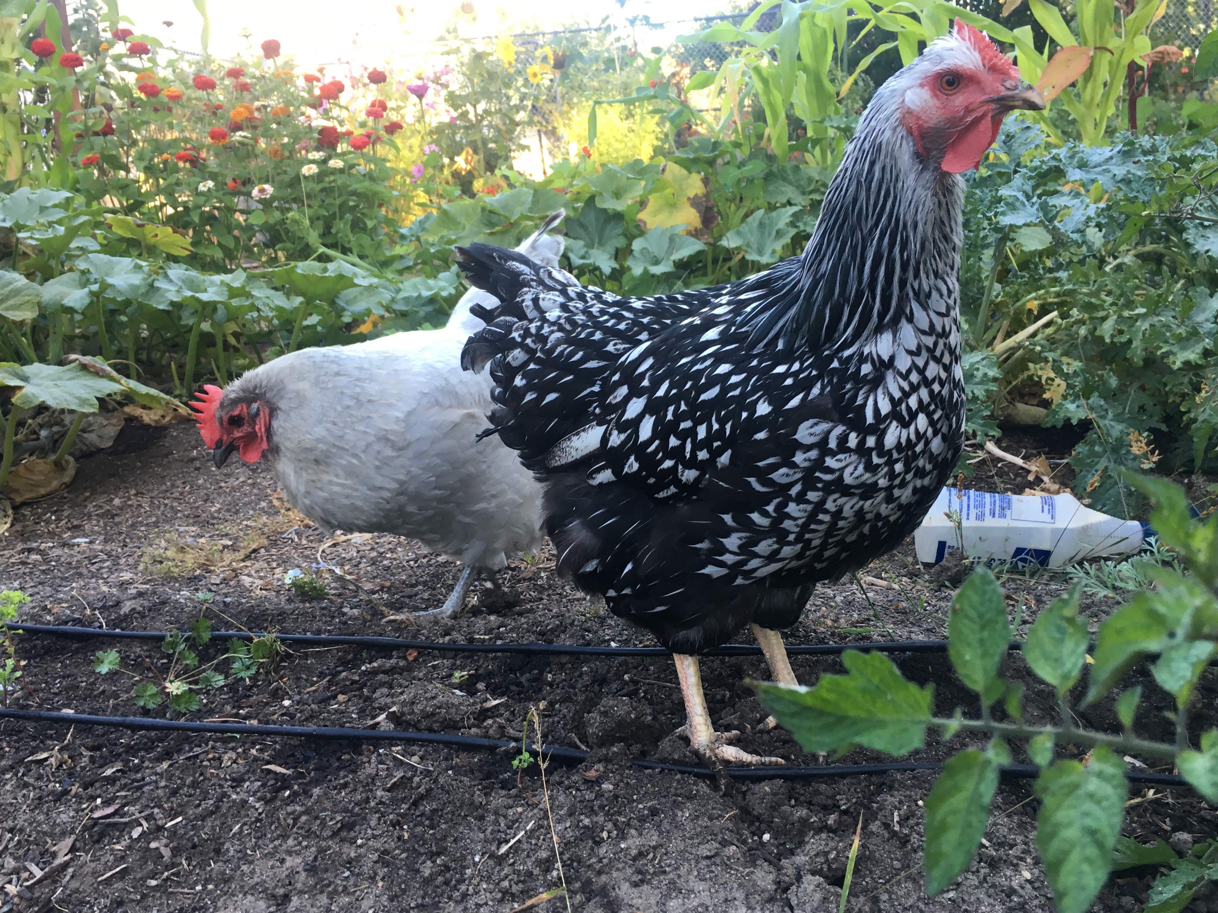 Blossom, our Silver Laced Wyandotte chicken, enjoying the garden