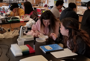 Students working on lab experiment