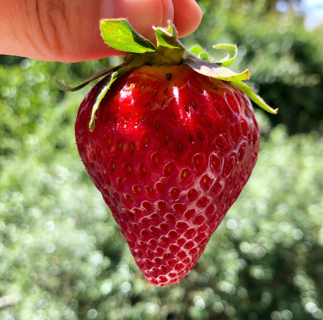 Local, organic strawberry from Coke Farms