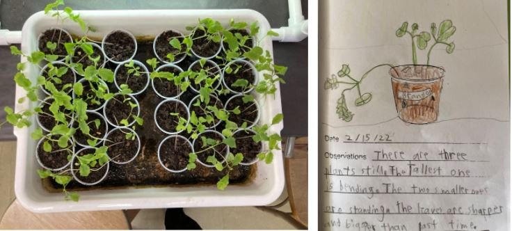 Plant Life Cycle Study with student description