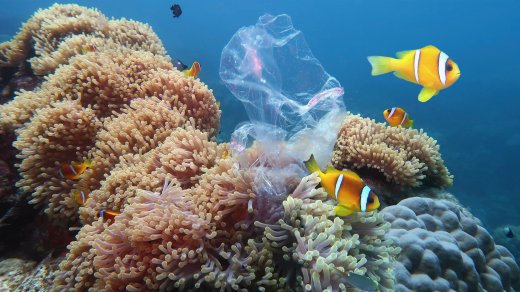 Fish on a coral reef swimming past plastic bag