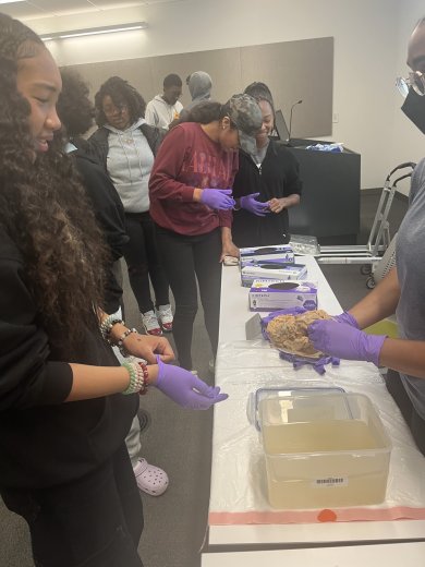 Black Star Rising Freedom Academy students look at a human brain