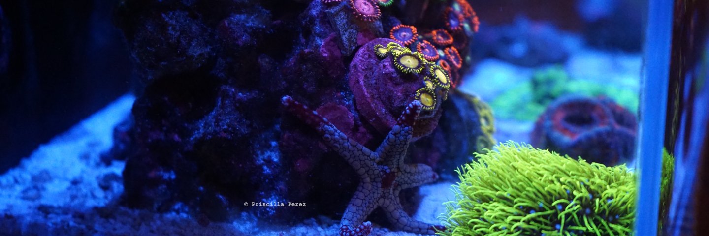 A class reef tank with a starfish