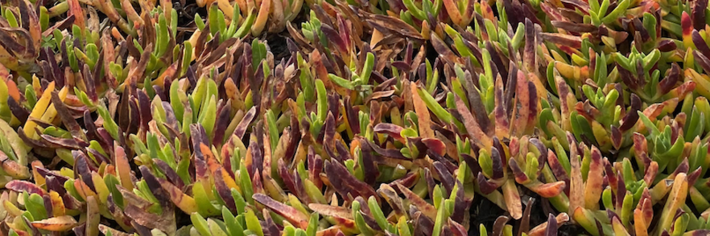 Ice plant with green and purple leaves 