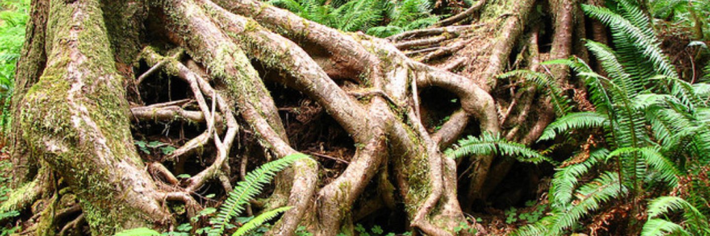 Roots of redwood tree intertwined 