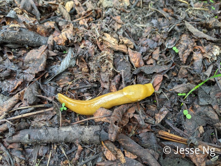 Banana slug crawling on dead leaves .