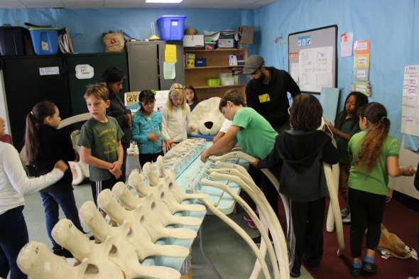 Students examining a whale skeleton