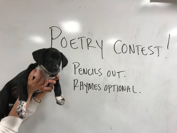 Image of Poetry Contest