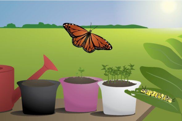 Flowerpots with sprouts and a monarch butterfly with grassy field in the background