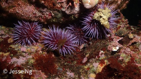 Four purple sea urchins on a rock.