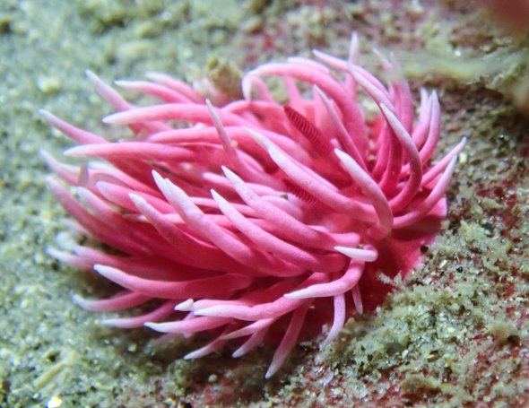 Bright pink nudibranch or sea slug on a rock