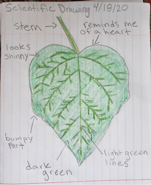 scientific sketch of a leaf