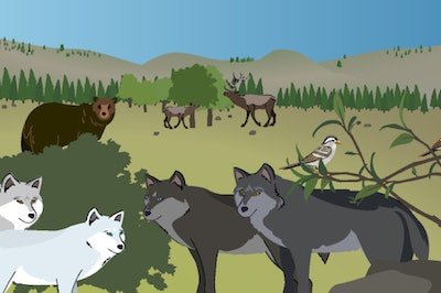 Drawing with wolves in the foreground and bears and elk in the background