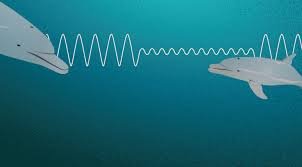 Illustration of dolphins sending and receiving sound waves