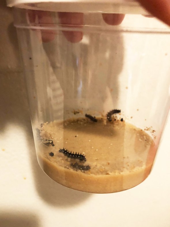 baby caterpillars 