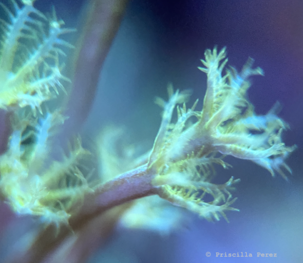 Weeping Willow Coral 2