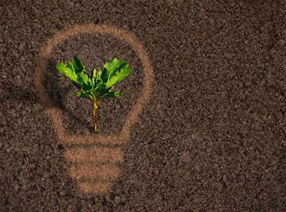Lightbulb image in patch of mud with a small plant