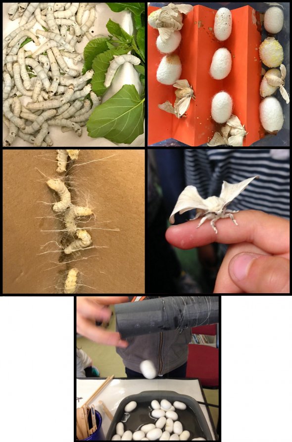 Collage of silk moths and larvae