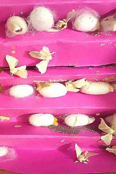 Silk moths that recently emerged from cocoons 