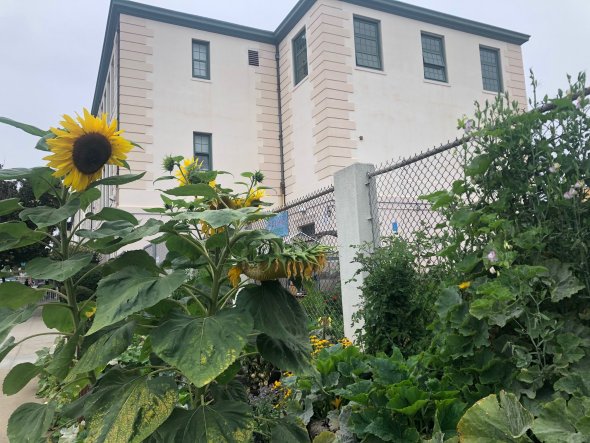 Sunflowers in front of Sanchez Elementary.