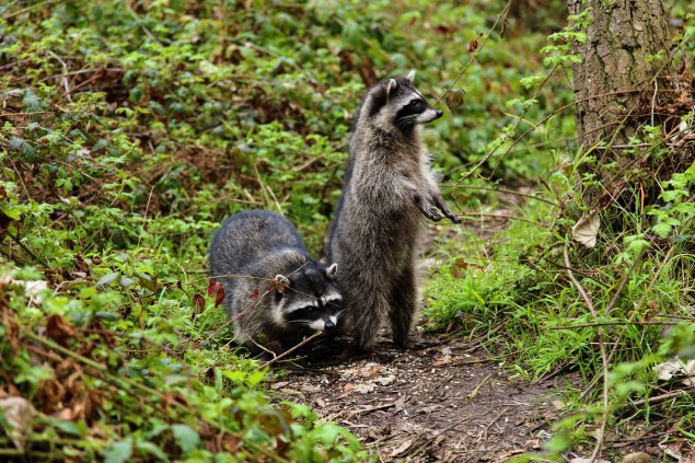 Two raccoons looking around.