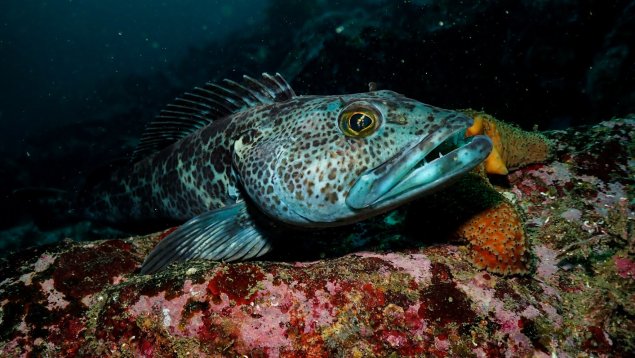 blue-green lingcod fish laying on rock