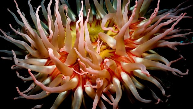 red and white sea anemone underwater.