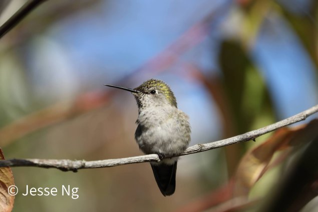 humming bird on branch