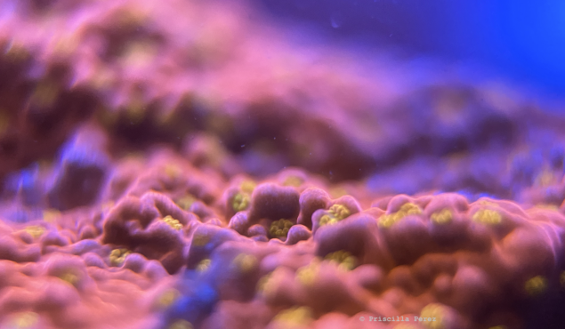 Sunset Montipora Coral
