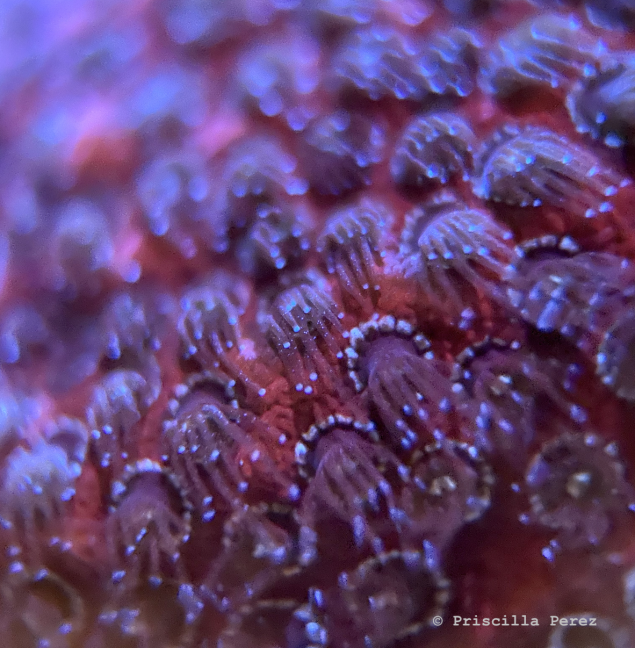 Darte Maul Porites Coral