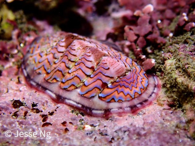 A chiton or relative of the sea snail on a rock in the ocean