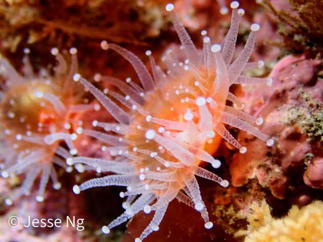 orange sea anemone on a rock