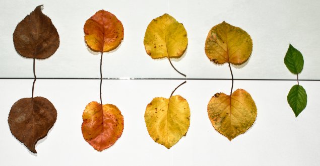 two leaves of each color: brown, orange. yellow, light brown and green
