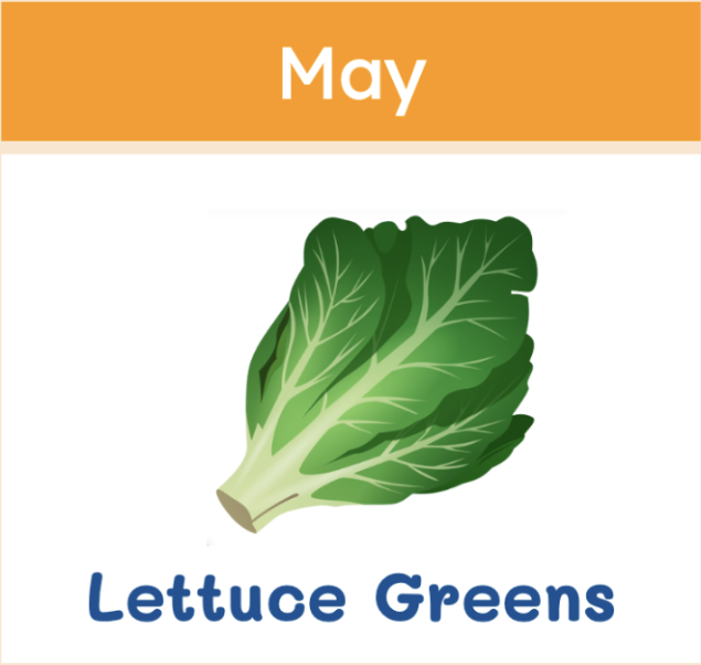 lettuce
