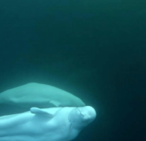Beluga from Zooniverse