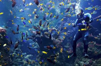 Philippine coral reef at California Academy of Sciences