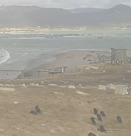 Año Nuevo Island on a windy day
