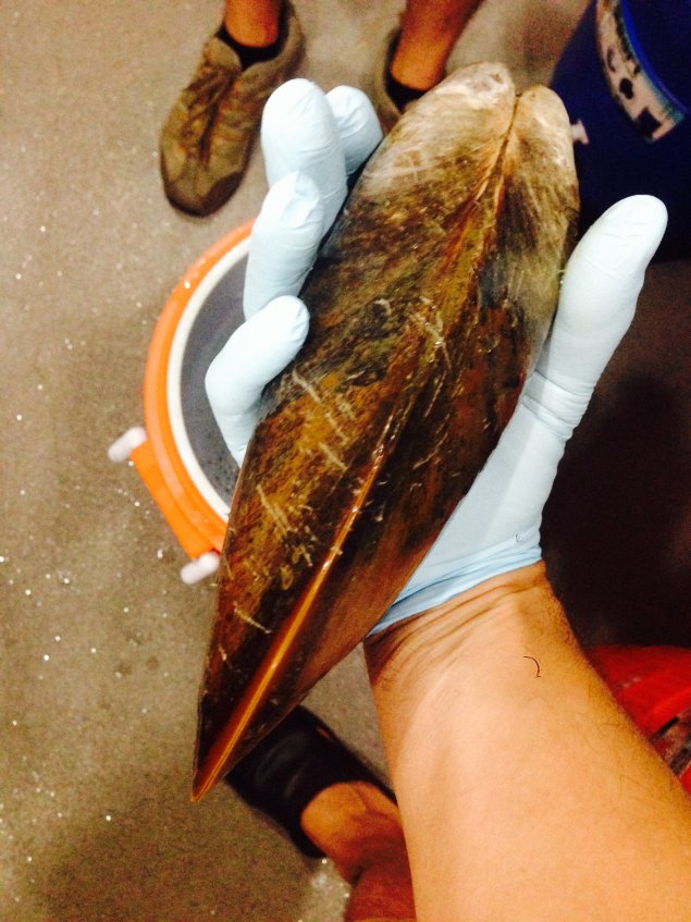 mussel  on the Nautilus